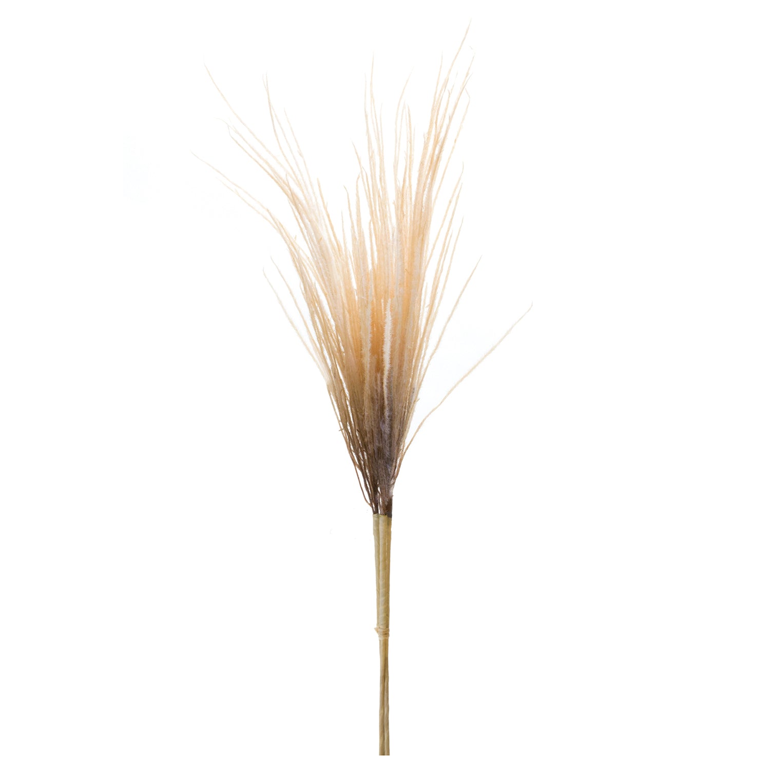 Grass Plume Bundle Set of 2