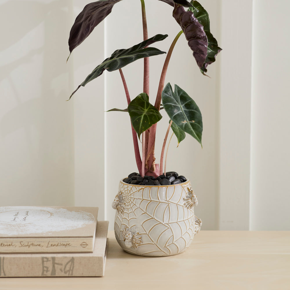 House Spider Pot