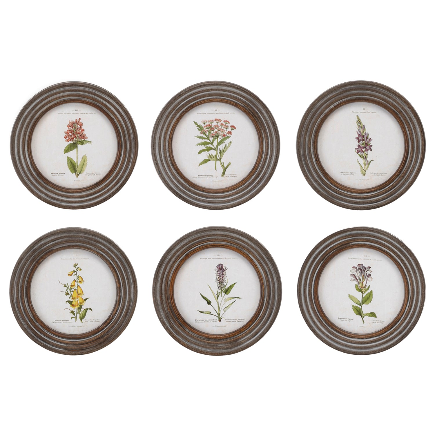 Round Framed Floral Print Set of 6