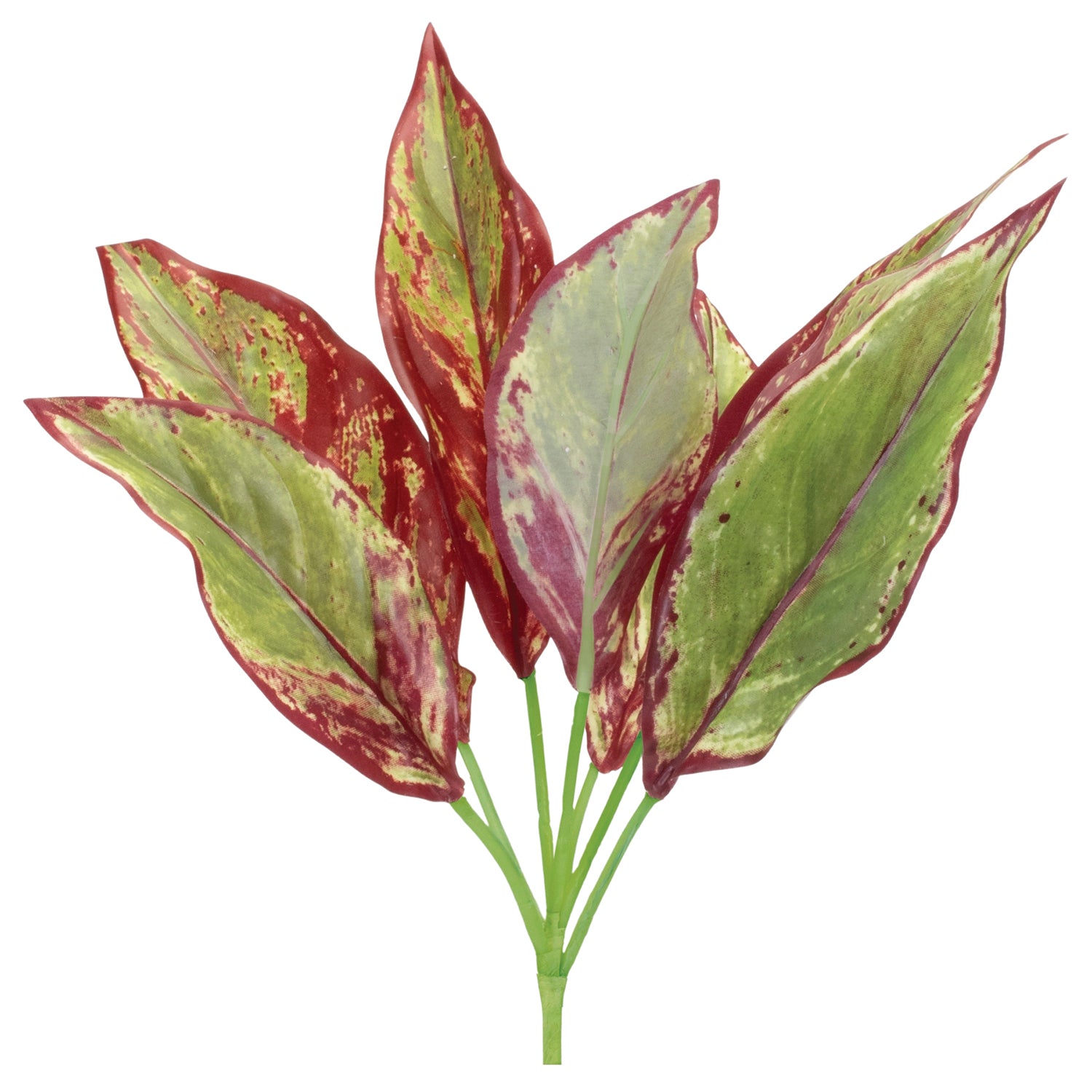 Variegated Foliage Plant Set of 6