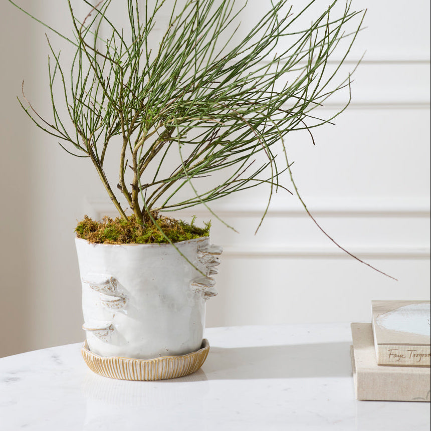 Stepped Mushroom Pot With Saucer
