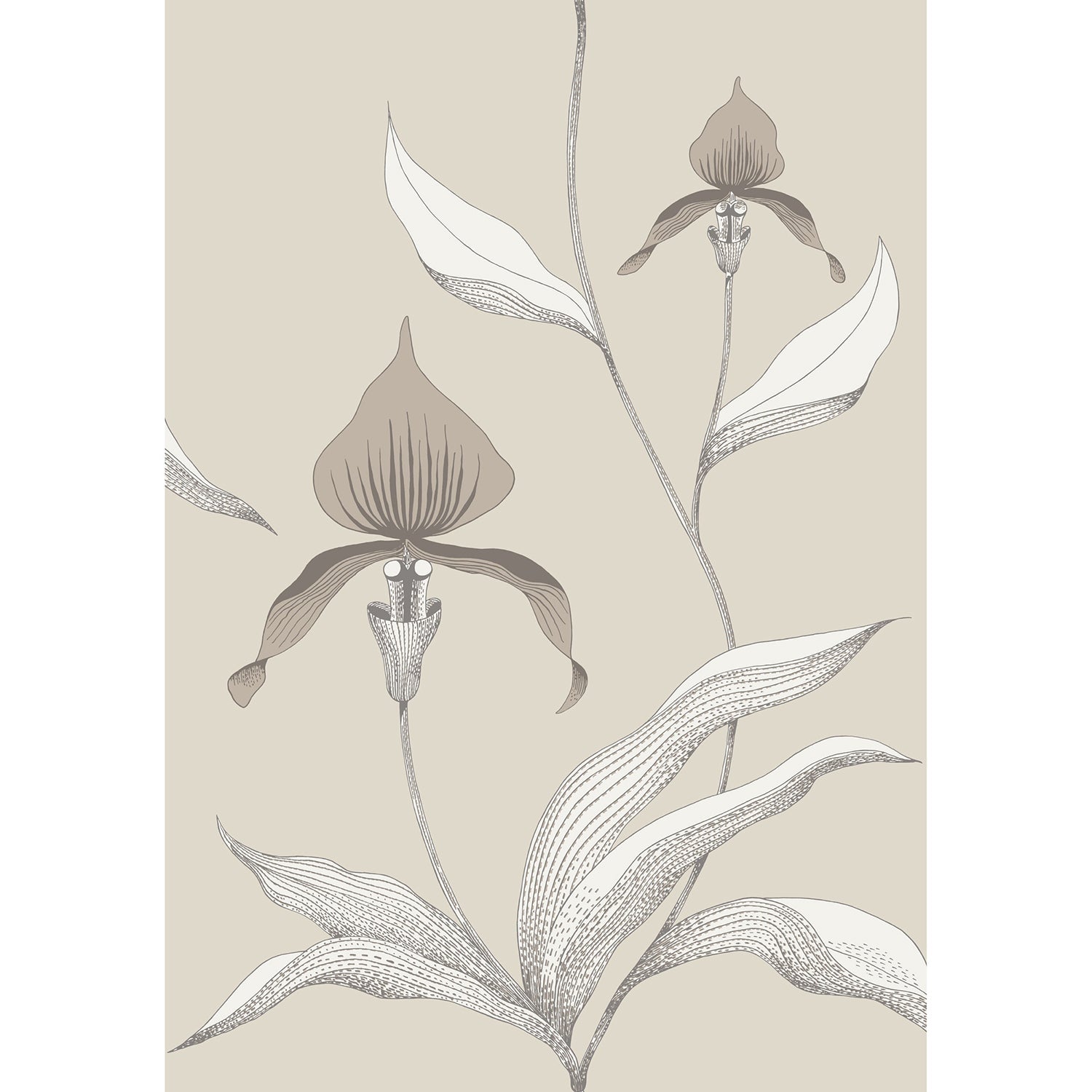 Cole & Son Contemporary Restyled Orchid Wallpaper