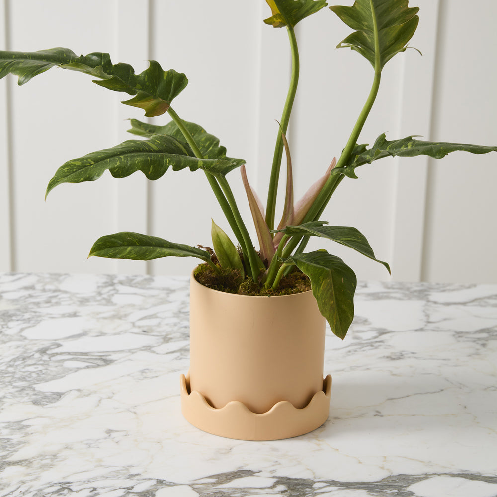 Pissaro Pot with Saucer Set of 2