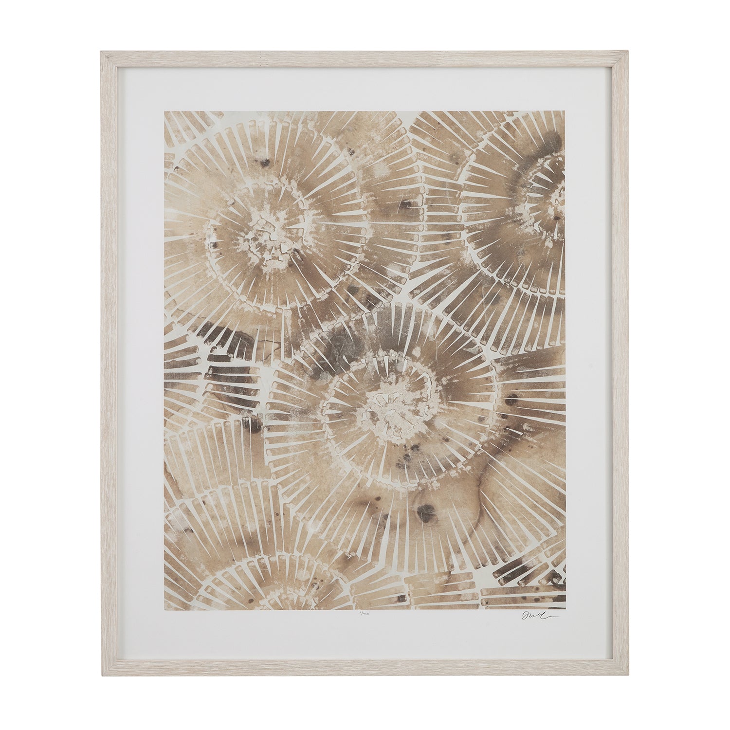 Bassett Mirror Fossil Nautilus I Framed Print