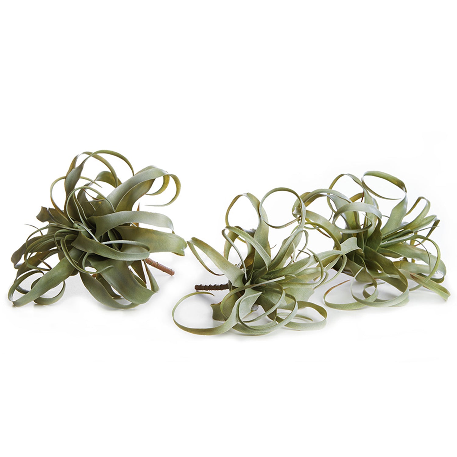 Tillandsia Set of 3