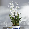 Spider Orchid Drop-In Faux Plant