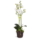 Phalaenopsis Drop-In Faux Plant