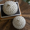 Sea Urchin Canister Set of 2