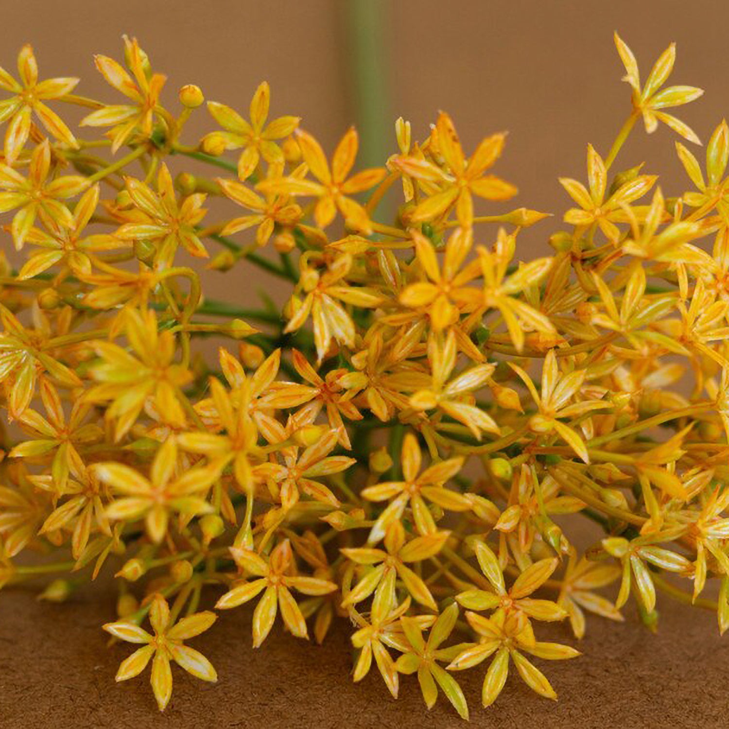 Artificial Yellow Scallion Flower Stem Set of 6