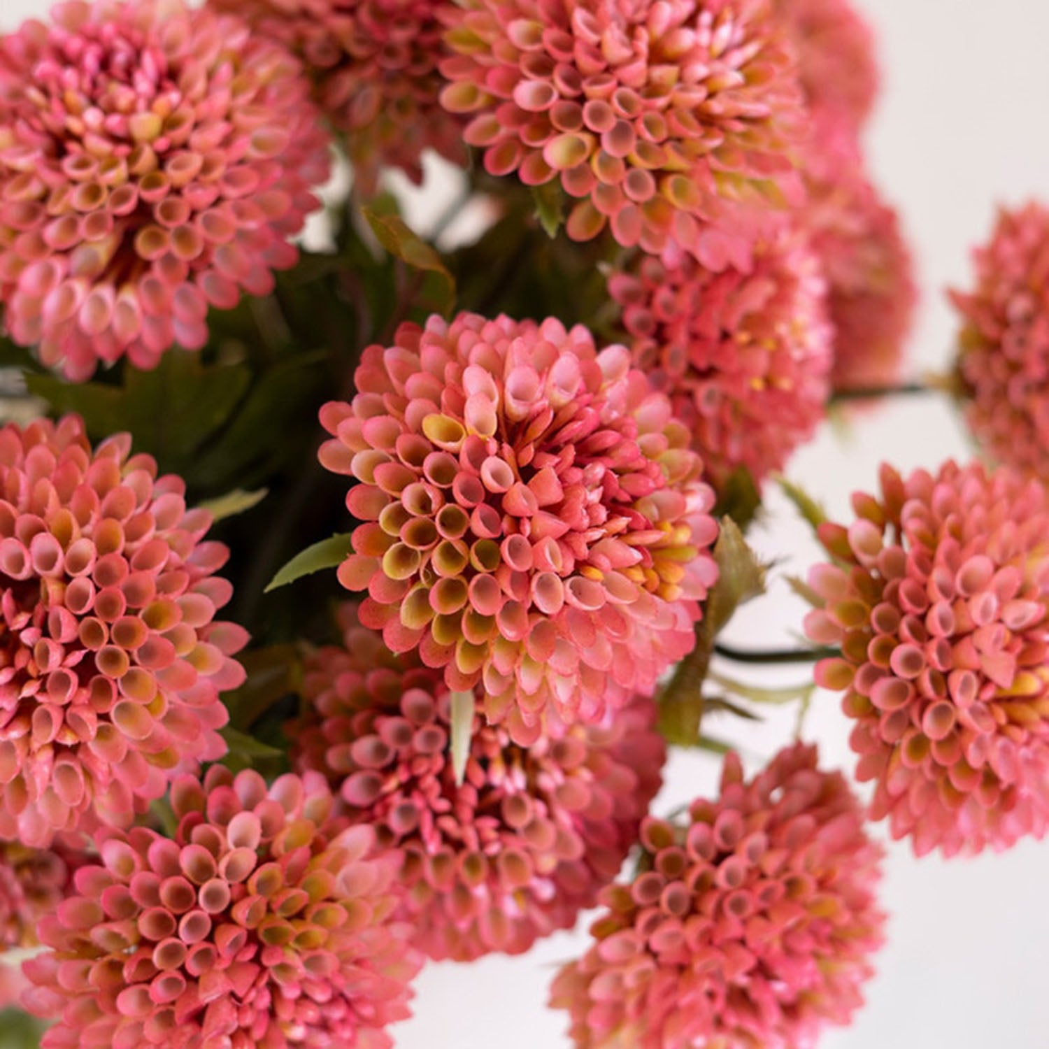 Blush and white dahlia blooms shown side by side