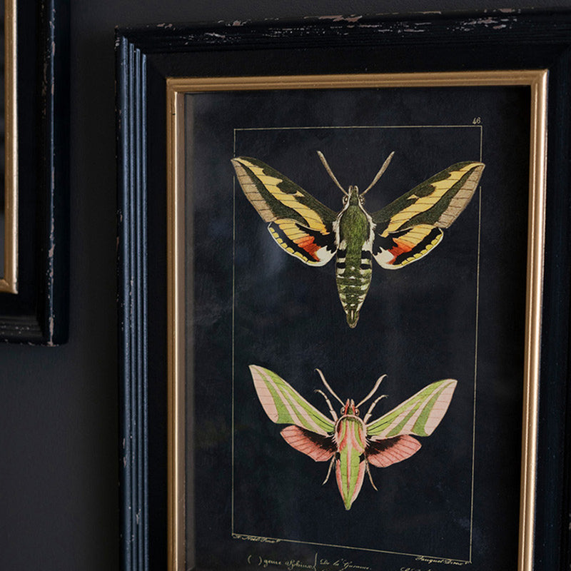 Framed Moth Print Under Glass Set of 2