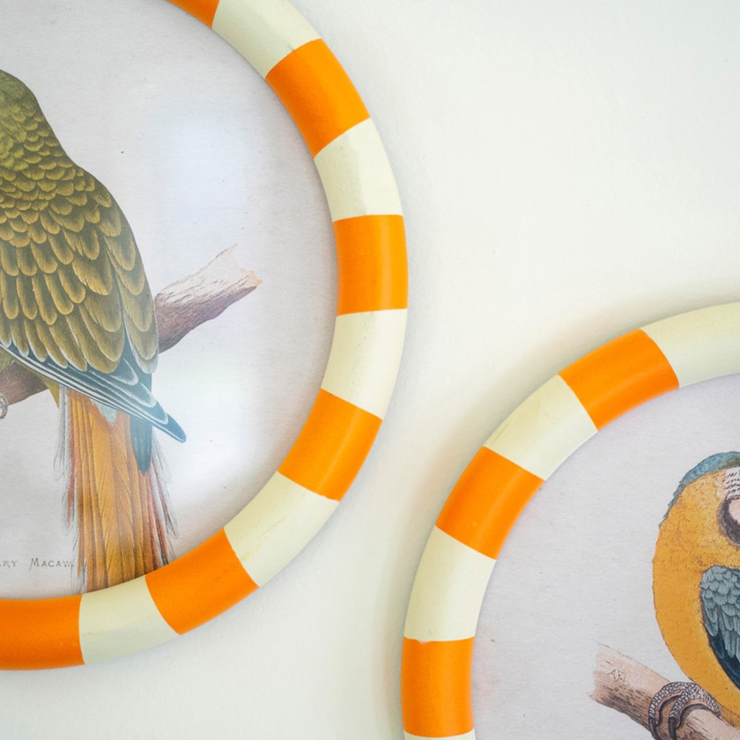 Round Framed Parrot Artwork Set of 2