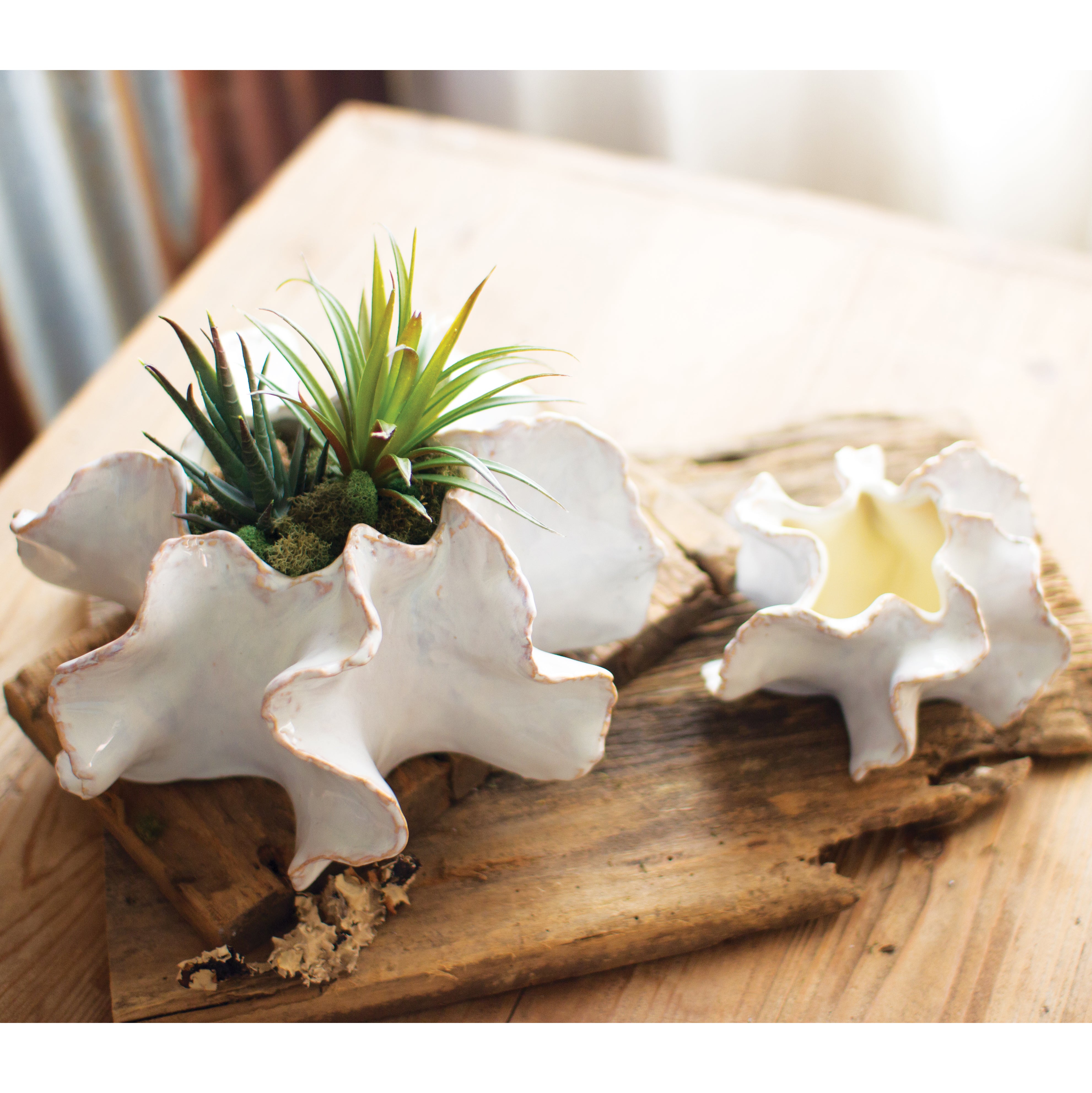 Organic Ceramic Planter Set of 2