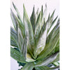 Aloe Faux Plant Stem Set of 6