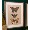 Butterfly Print Framed Art Set of 2