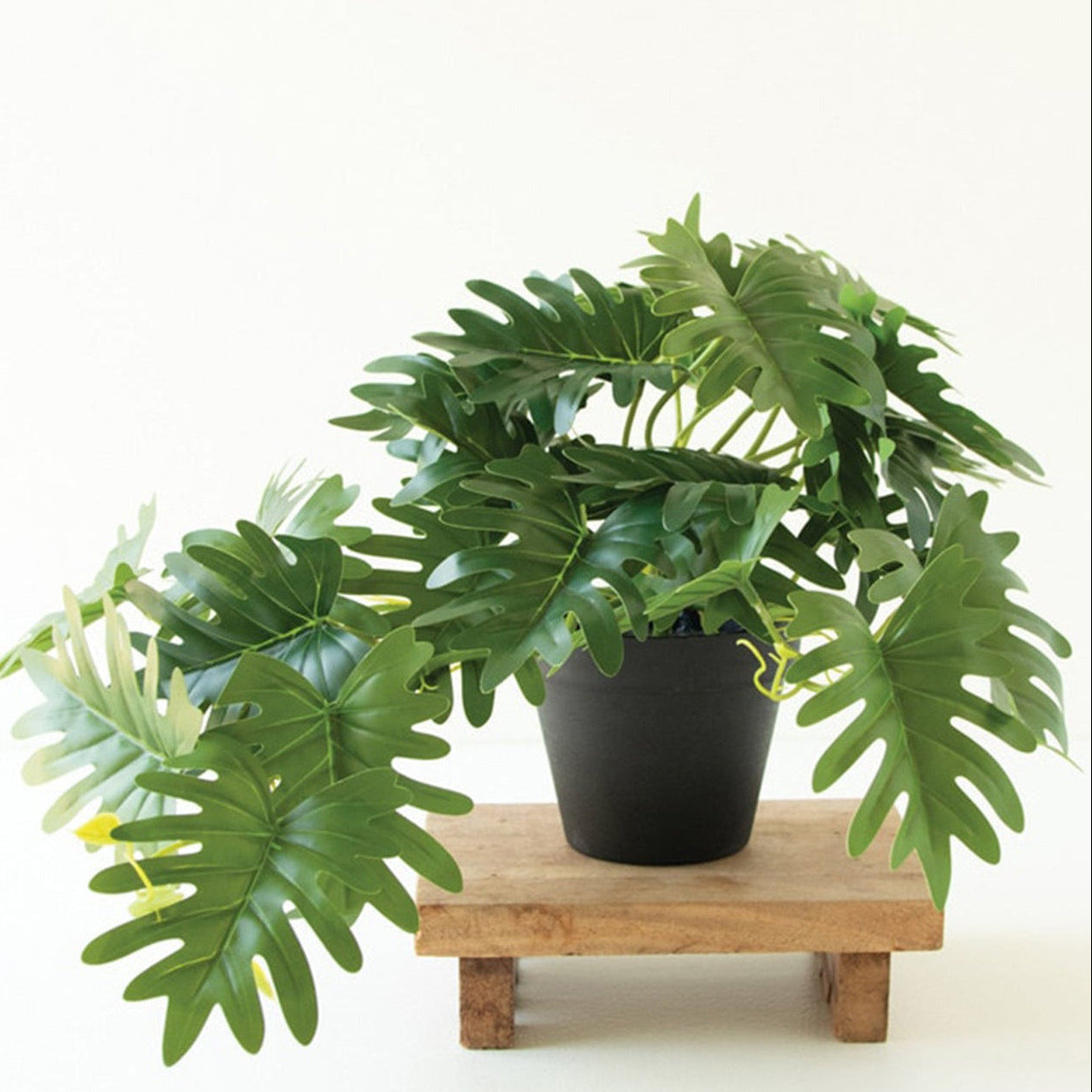 Artificial Mini Philodendron in a Black Plastic Pot