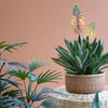 Blooming Aloe & Succulent Faux Plant