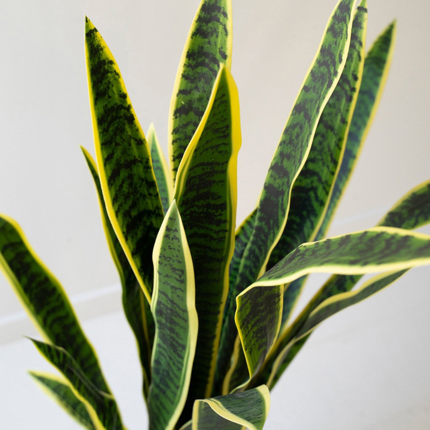 Tall Artificial Mother-In-Law Tongue in a Black Plastic Pot