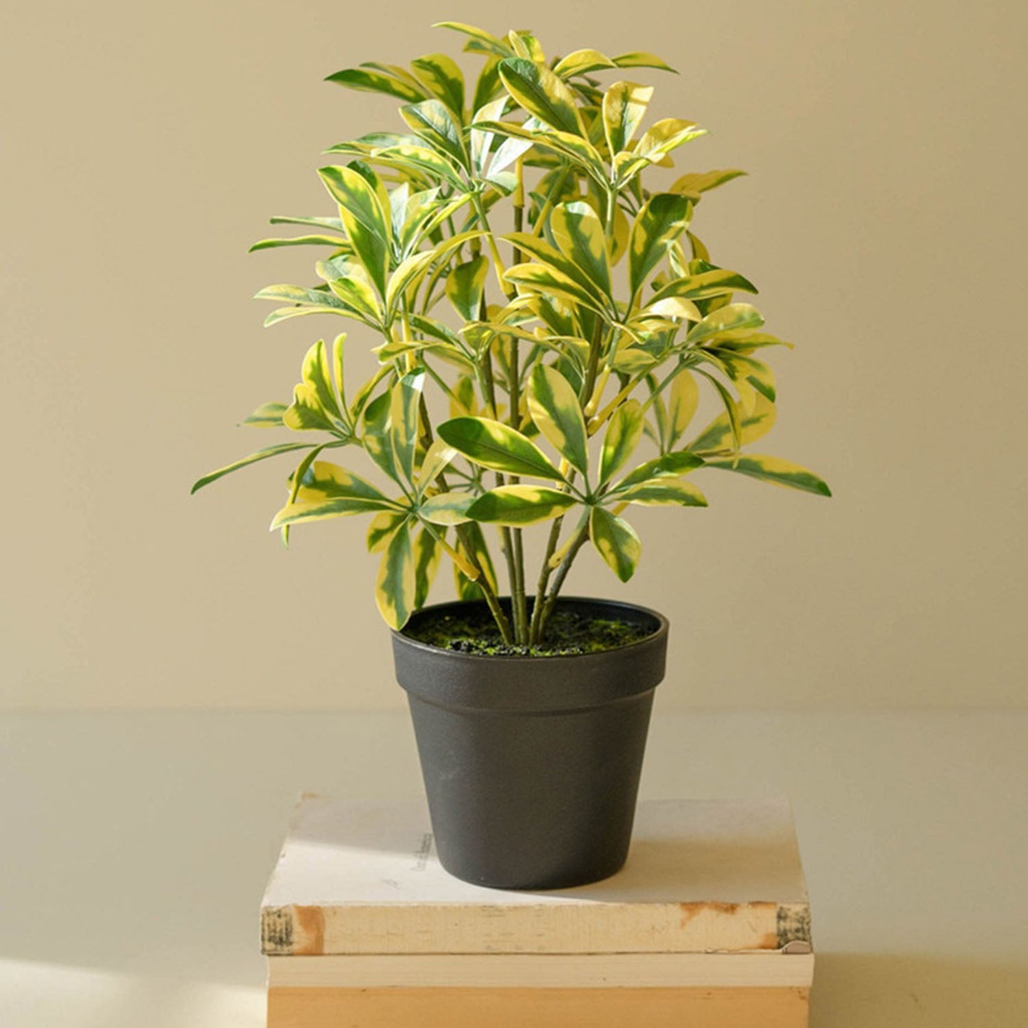 Schefflera Potted Faux Plant