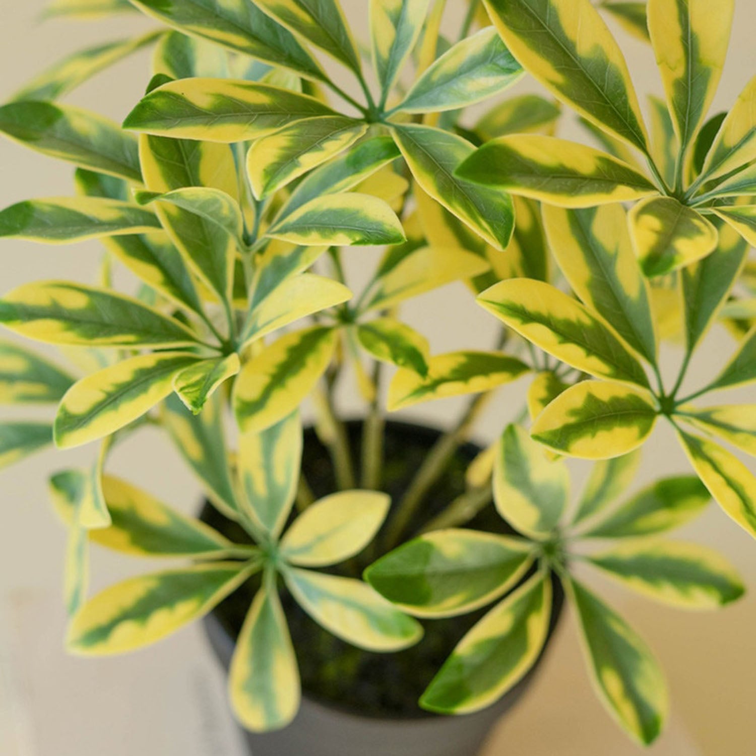 Schefflera Potted Faux Plant