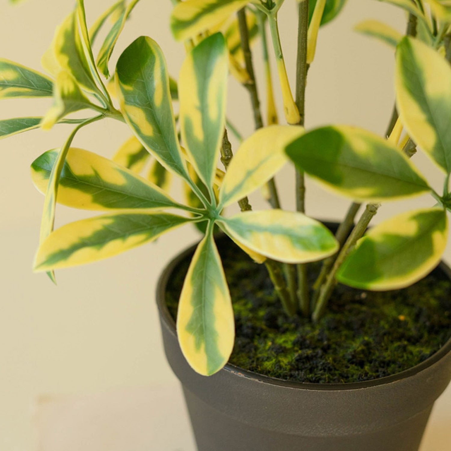 Schefflera Potted Faux Plant