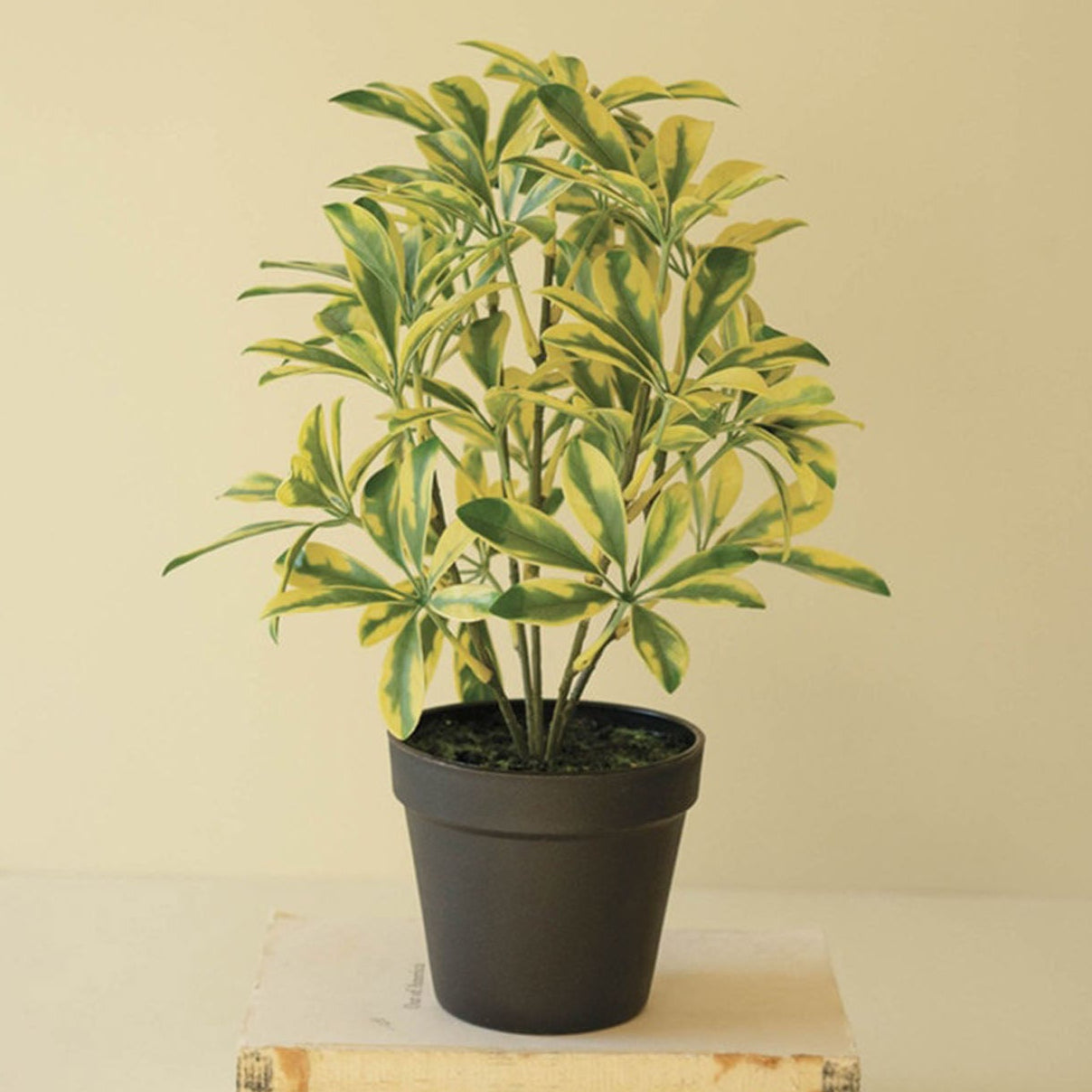 Schefflera Potted Faux Plant