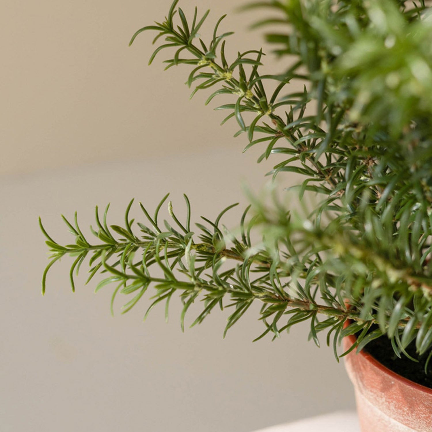 Rosemary Potted Faux Plant Set of 4