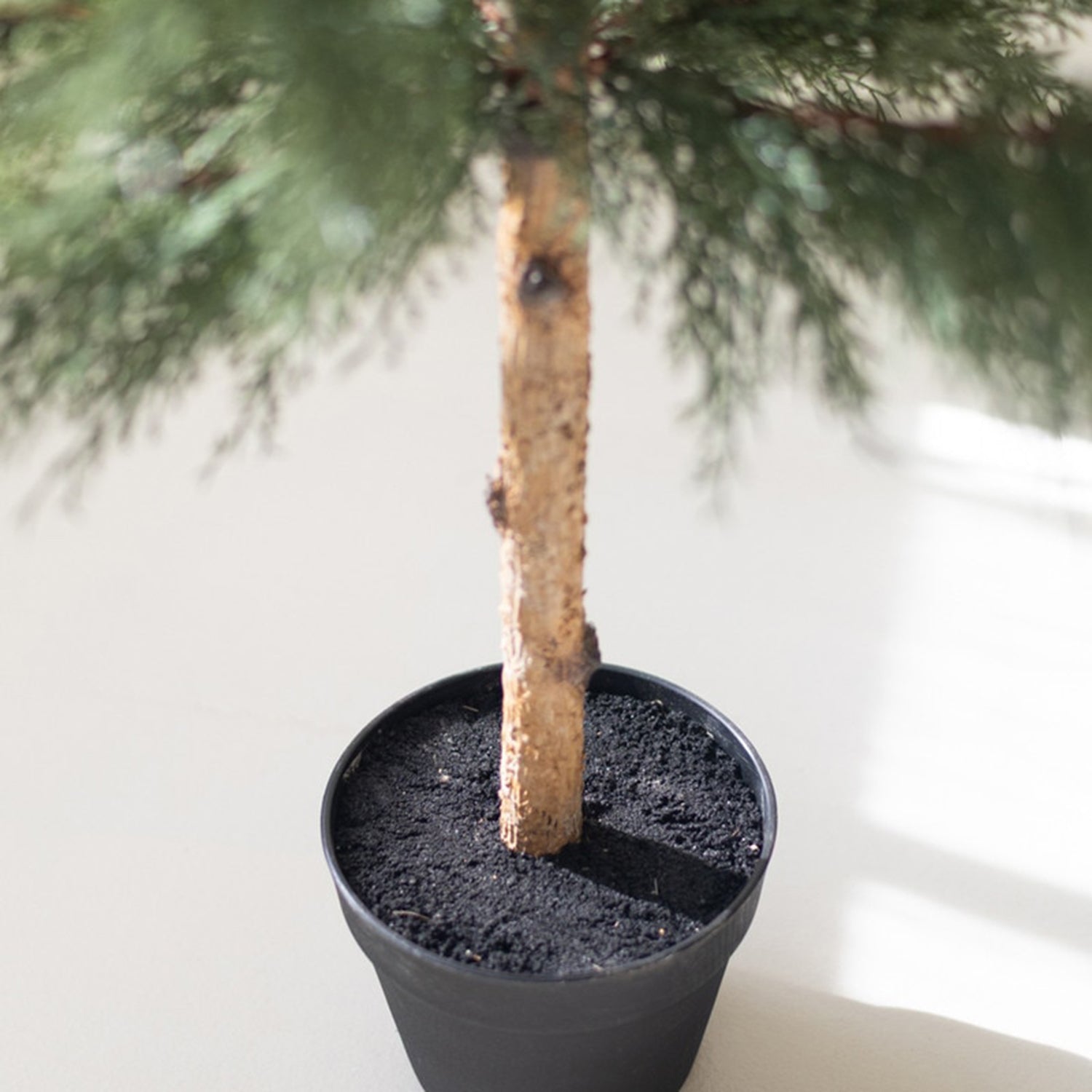Artificial 60" Cypress in Plastic Pot