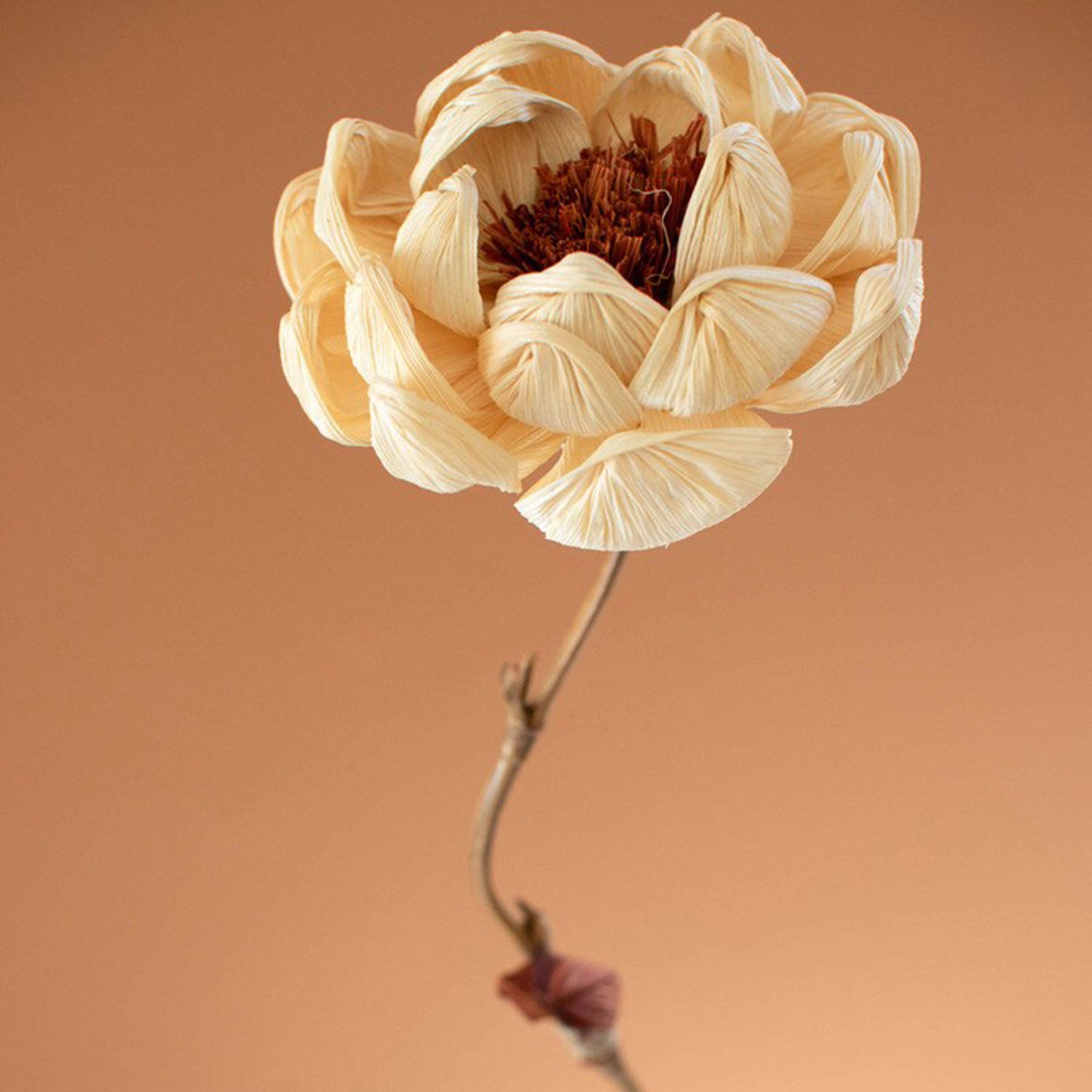 Cornhusk Botanicals Magnolia Set of 12