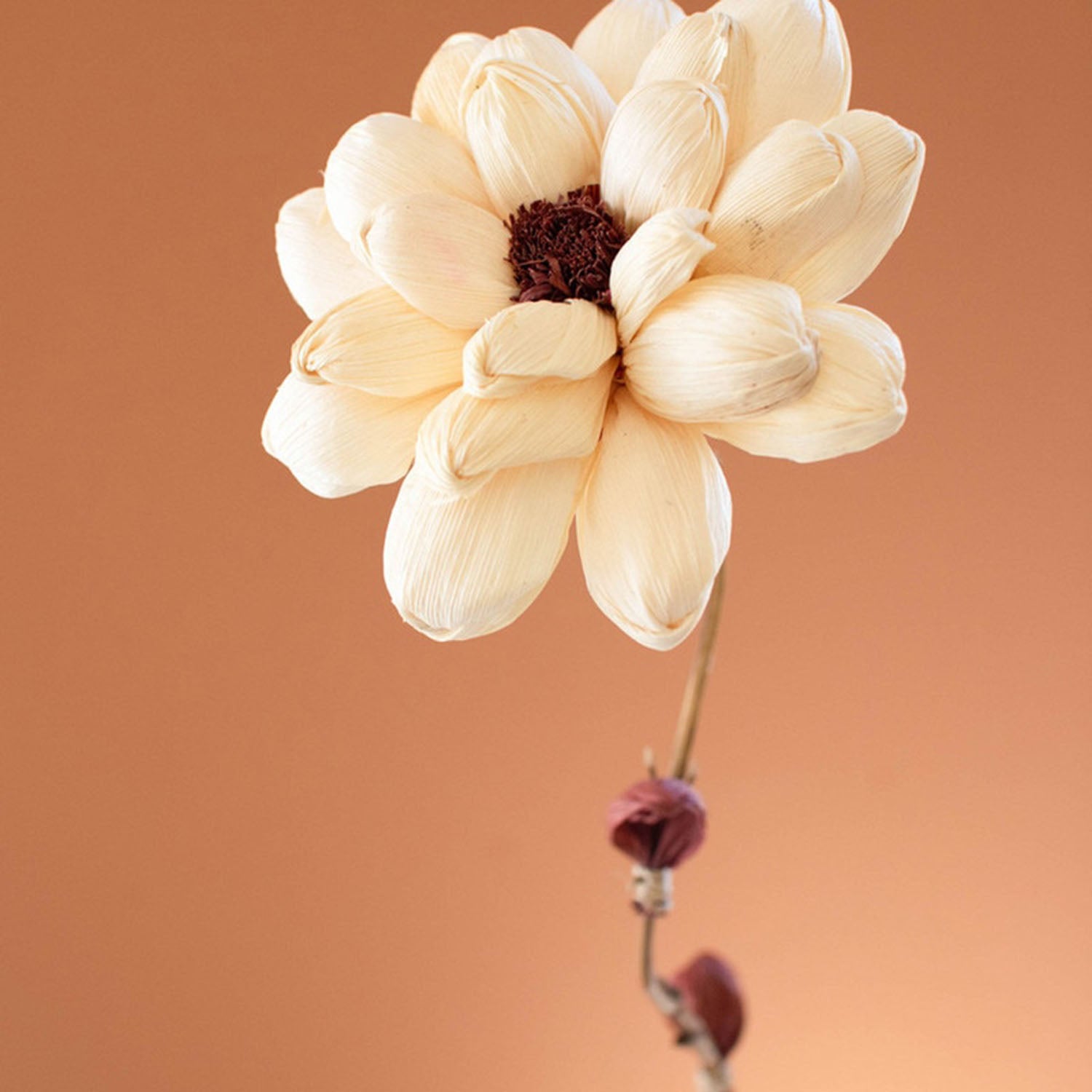 Cornhusk Botanicals Camilia Set of 12