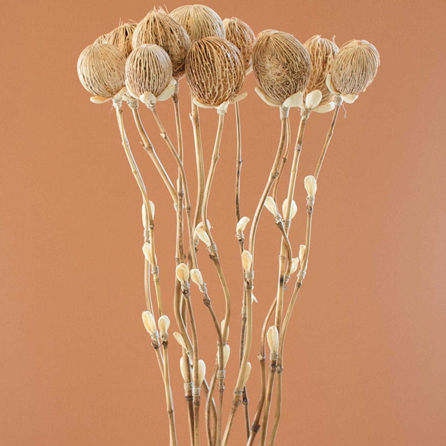 Cornhusk Botanicals Pods Set of 12