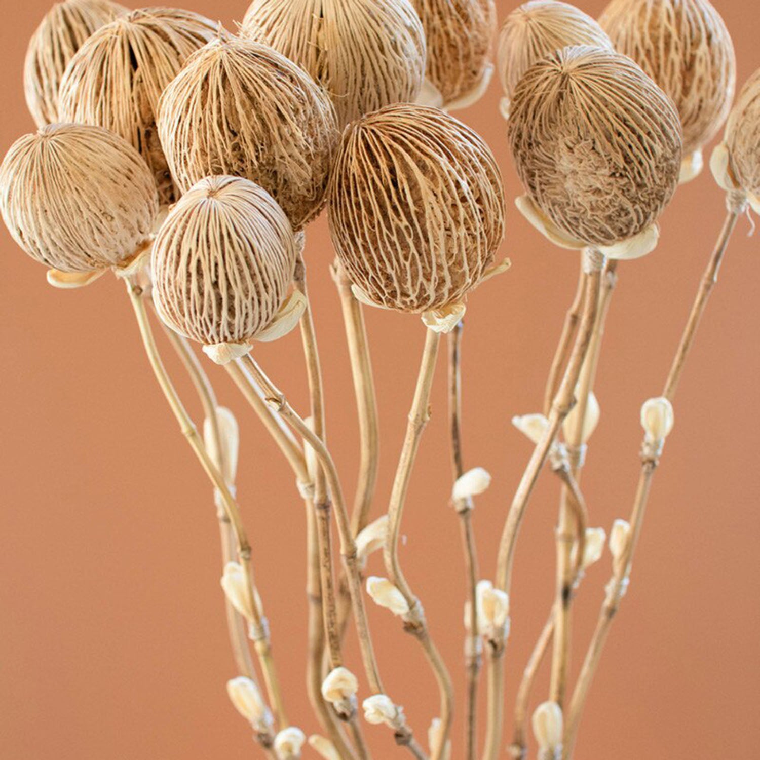 Cornhusk Botanicals Pods Set of 12