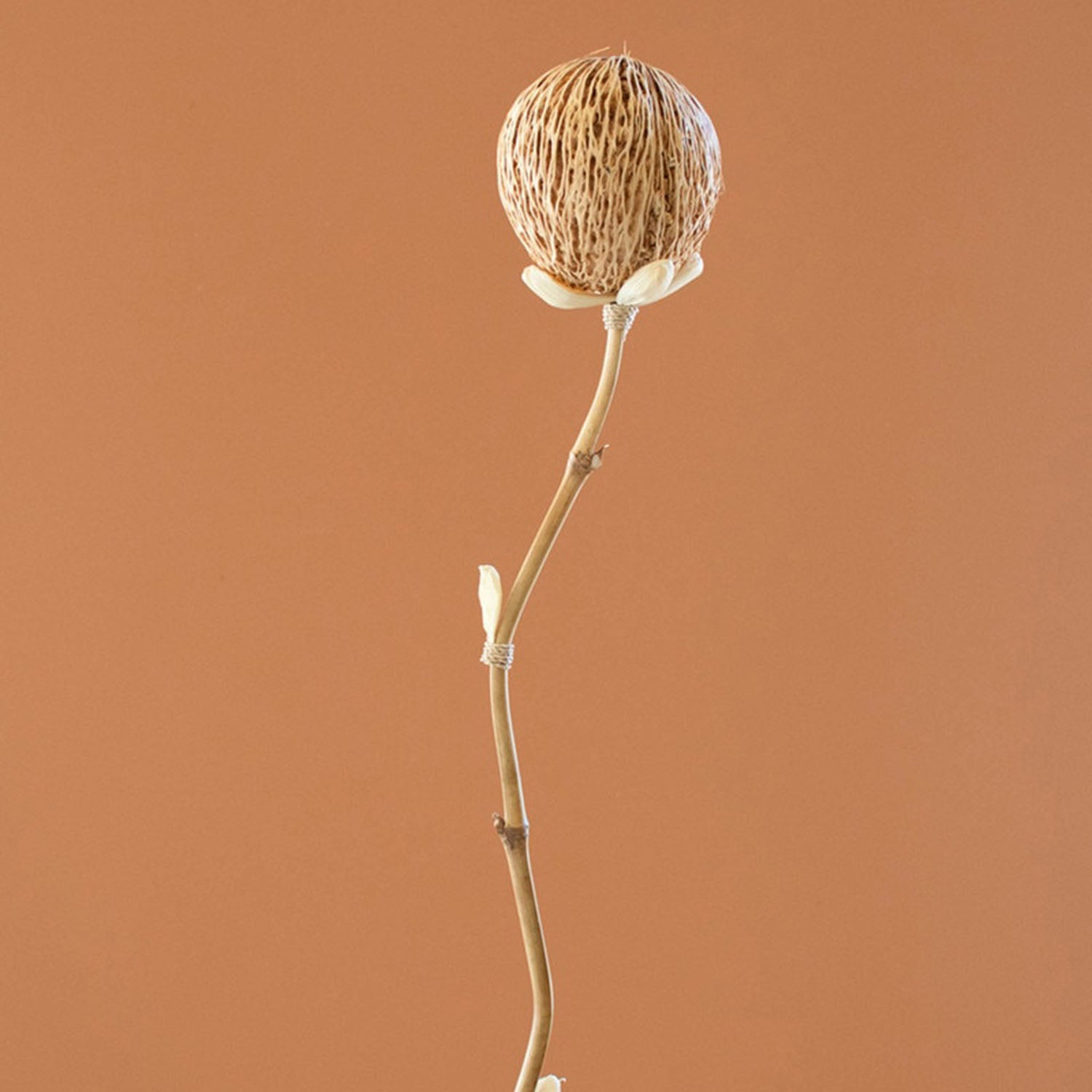 Cornhusk Botanicals Pods Set of 12