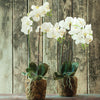 Phalaenopsis Orchid White Drop-In Faux Plant