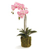 Phalaenopsis Orchid Pink Drop-In Faux Plant