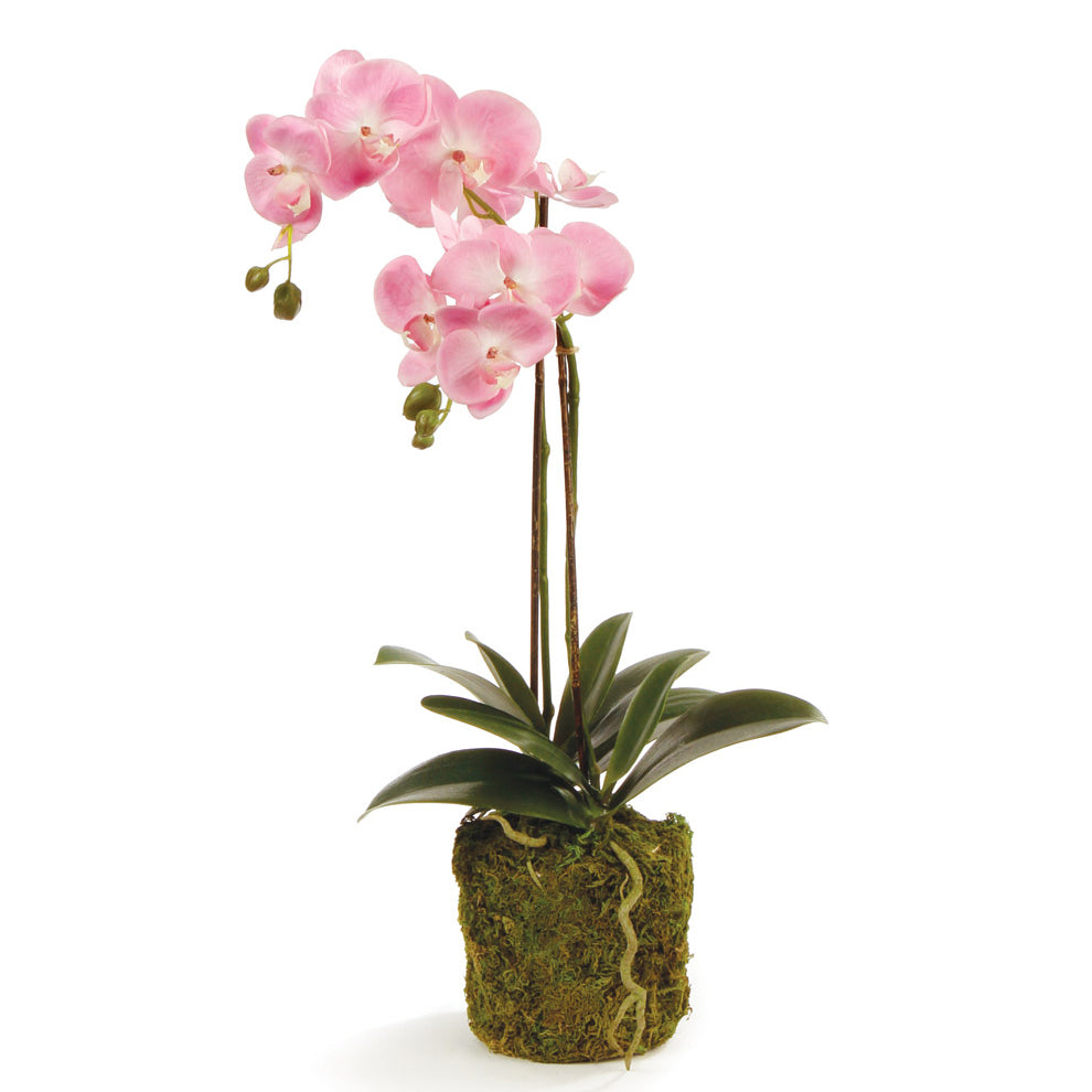 Phalaenopsis Orchid Pink Drop-In Faux Plant
