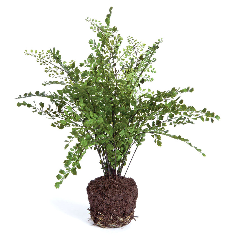 Maidenhair Drop-In Faux Plant