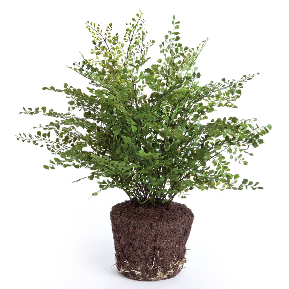 Maidenhair Drop-In Faux Plant
