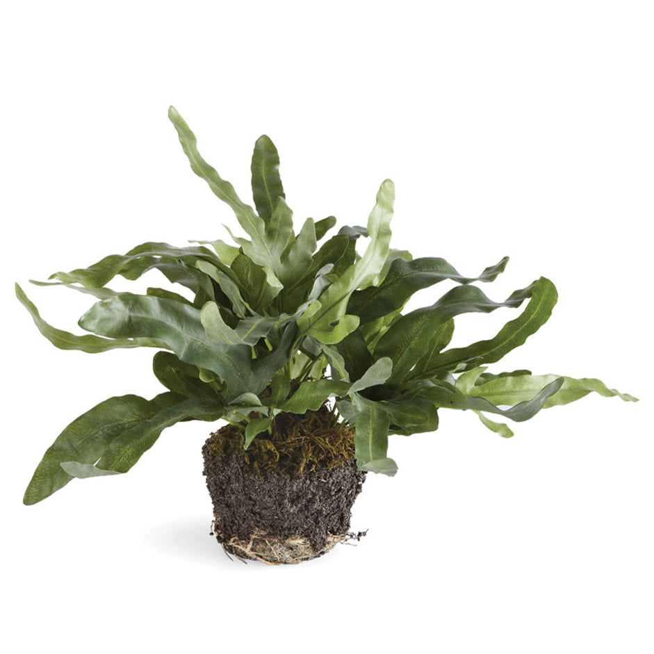 Echeveria Fern Drop-In Faux Plant