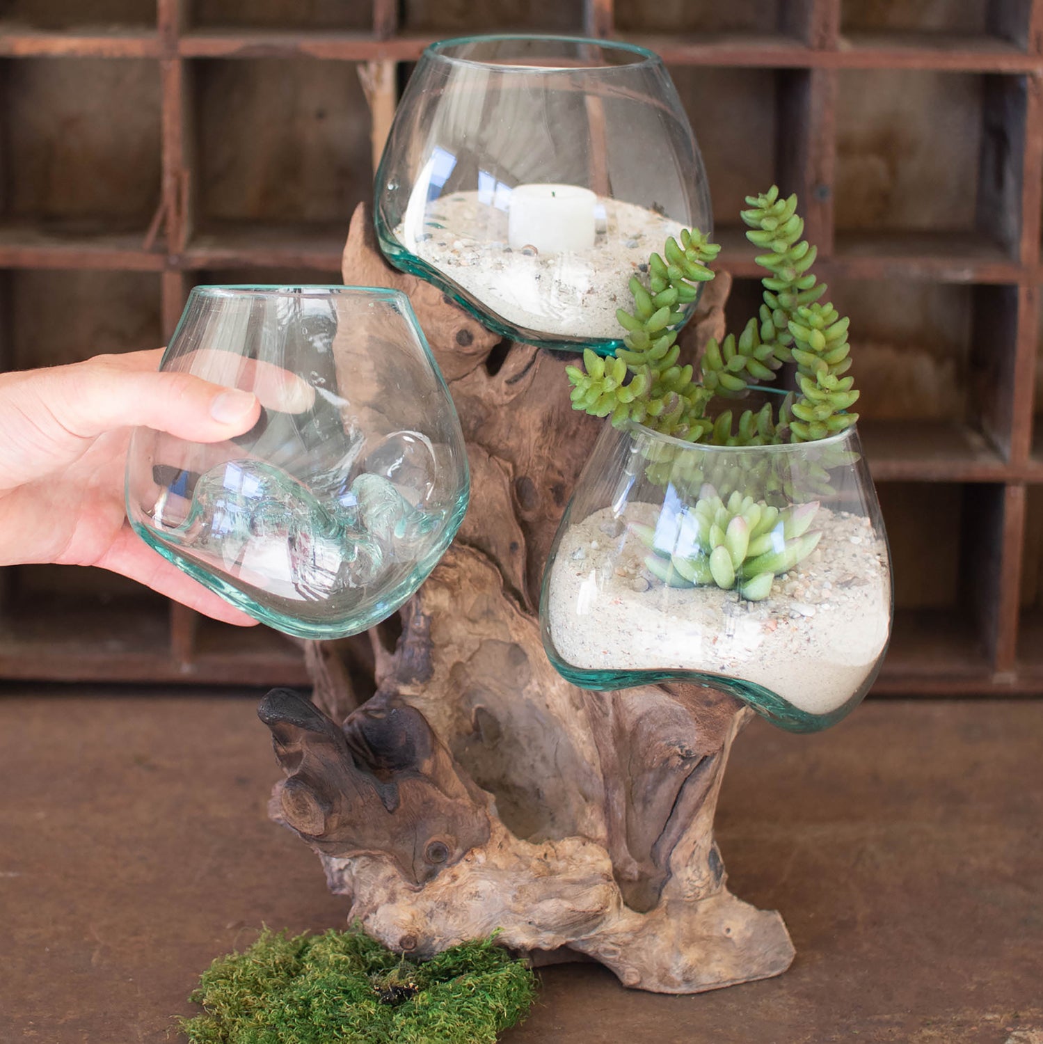 Driftwood Base Terrarium