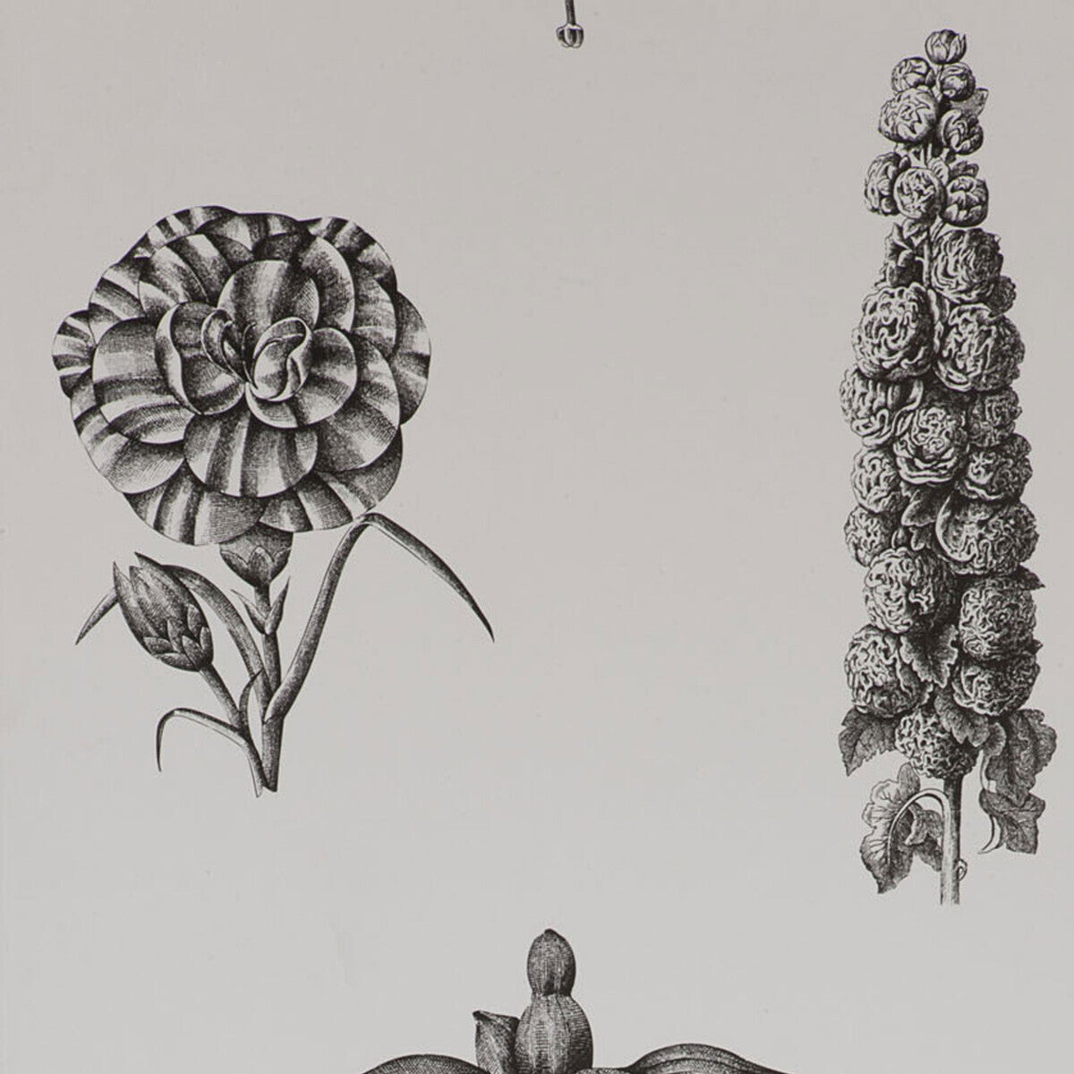 Gaston Y Daniela Guayana Onyx Wallpaper