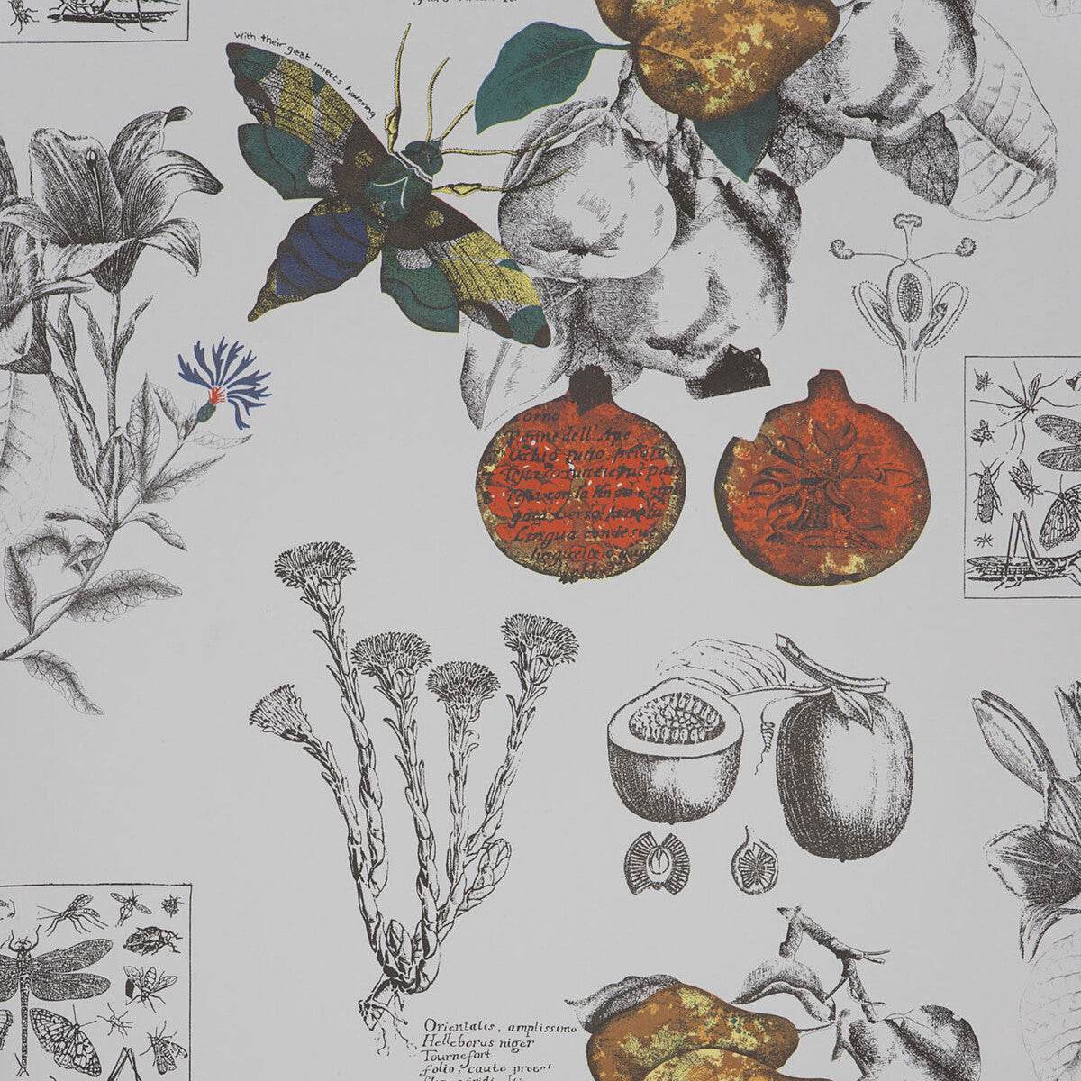 Gaston Y Daniela Linneo Original Wallpaper