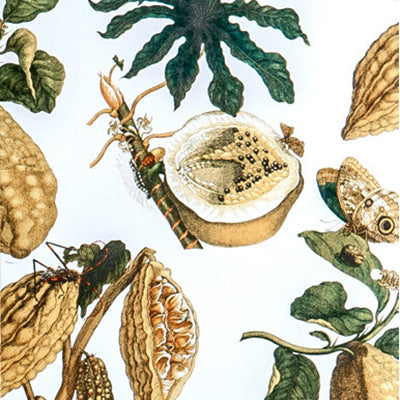 Gaston Y Daniela Amazonia Original Wallpaper