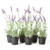 French Lavender Drop-In Faux Plant Set of 6