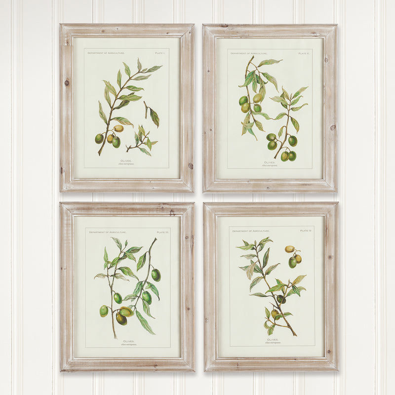Olive Leaf Botanical Framed Wall Art Set of 4