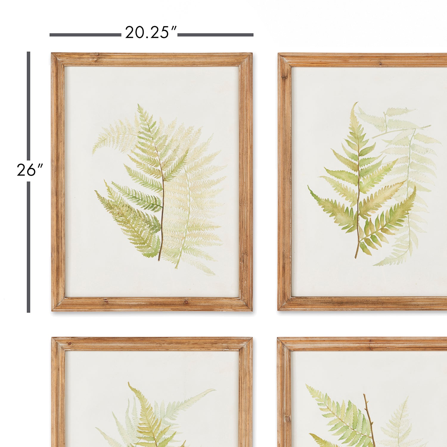 Fern Study Framed Wall Art Set of 6