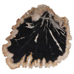 Phillips Collection Petrified Wood Plate