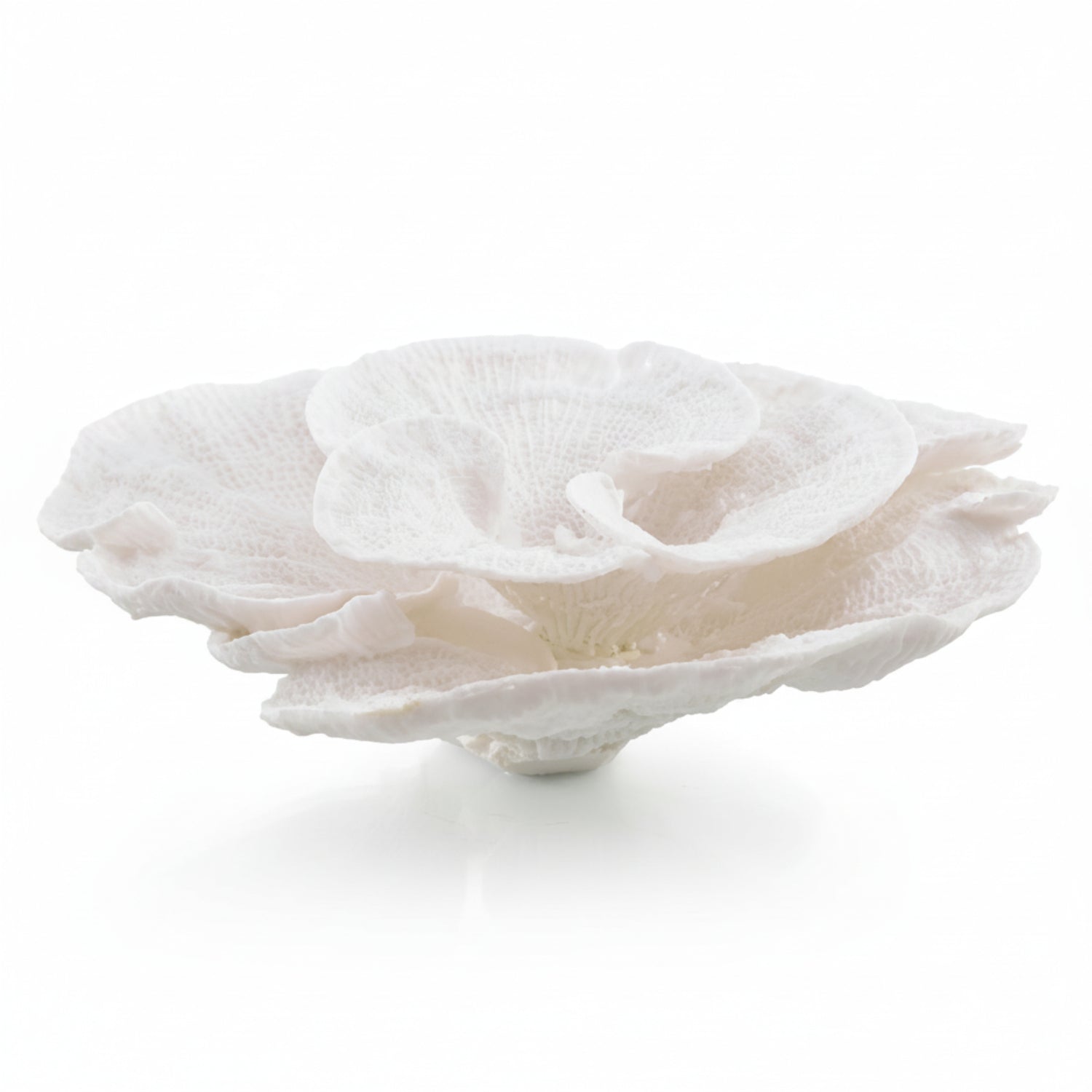 John Richard Foliose Coral