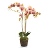 Phalaenopsis Orchid Speckled Pink Drop-In Faux Plant