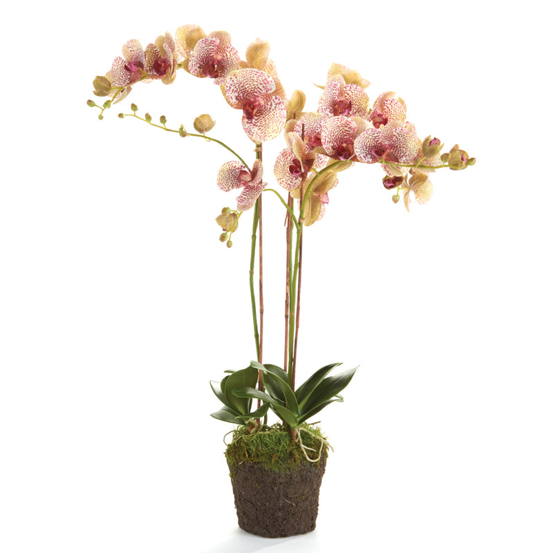 Phalaenopsis Orchid Speckled Pink Drop-In Faux Plant